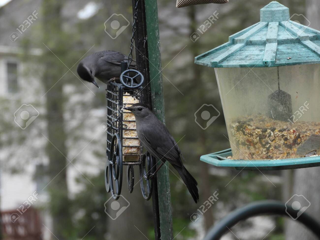 etiam-dictum-ipsum-a-felis