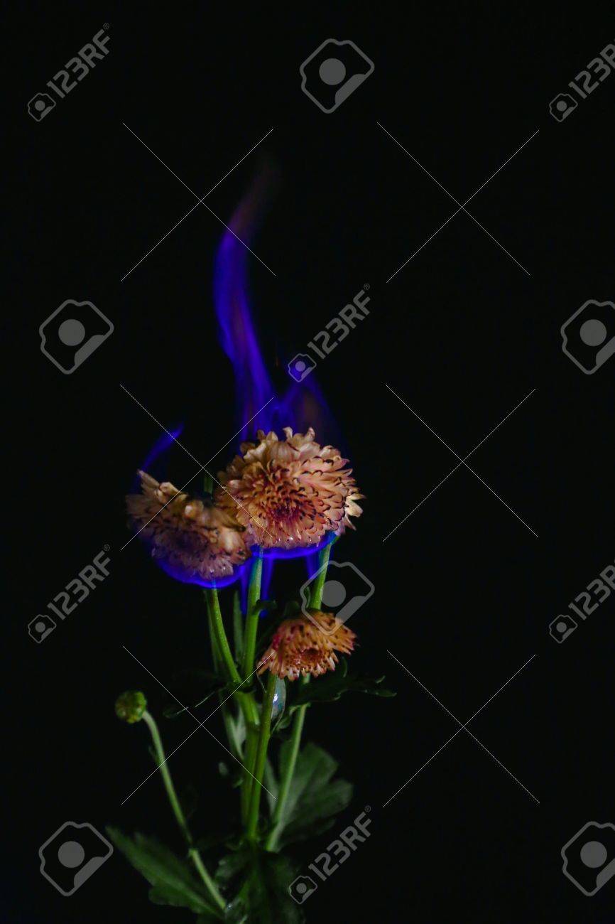 燃える花 の写真素材 画像素材 Image