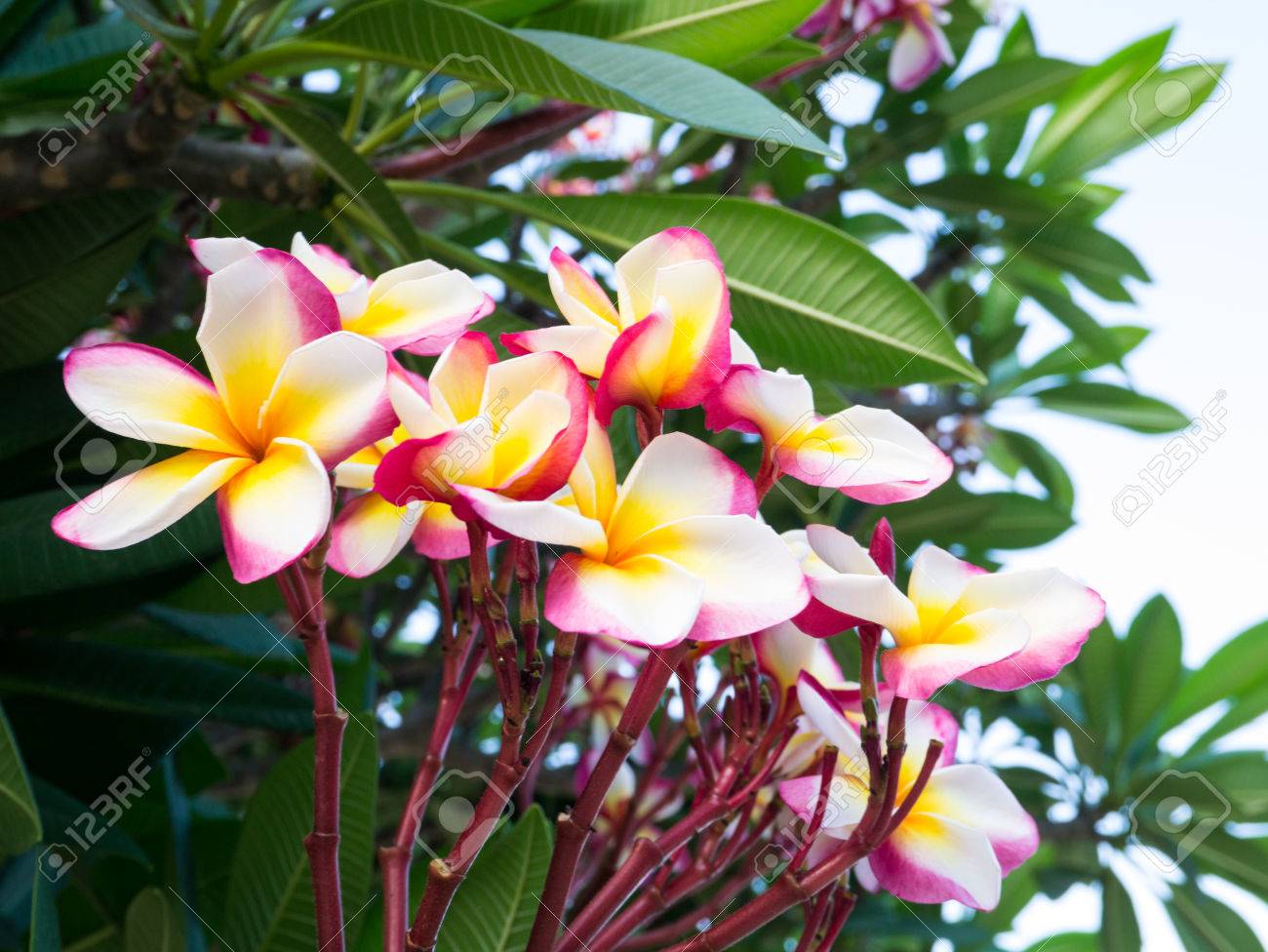Plumeria Frangipani O Nativa De América Central, México, El Caribe Y América Del Sur Fotos, Retratos, Imágenes Y Fotografía De Archivo Libres De Derecho. Image 29874575. Plumeria Frangipani O Nativa De América Central, México, El Caribe Y América Del Sur Fotos, Retratos, Imágenes Y Fotografía De Archivo Libres De Derecho. Image 29874575.