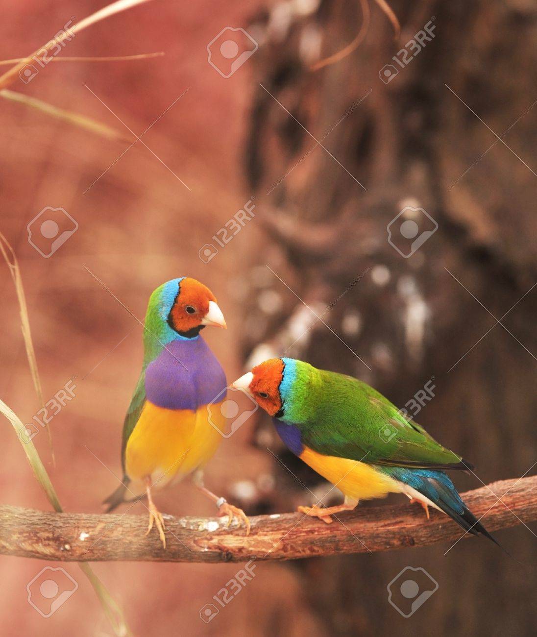 FINCH SCARICA