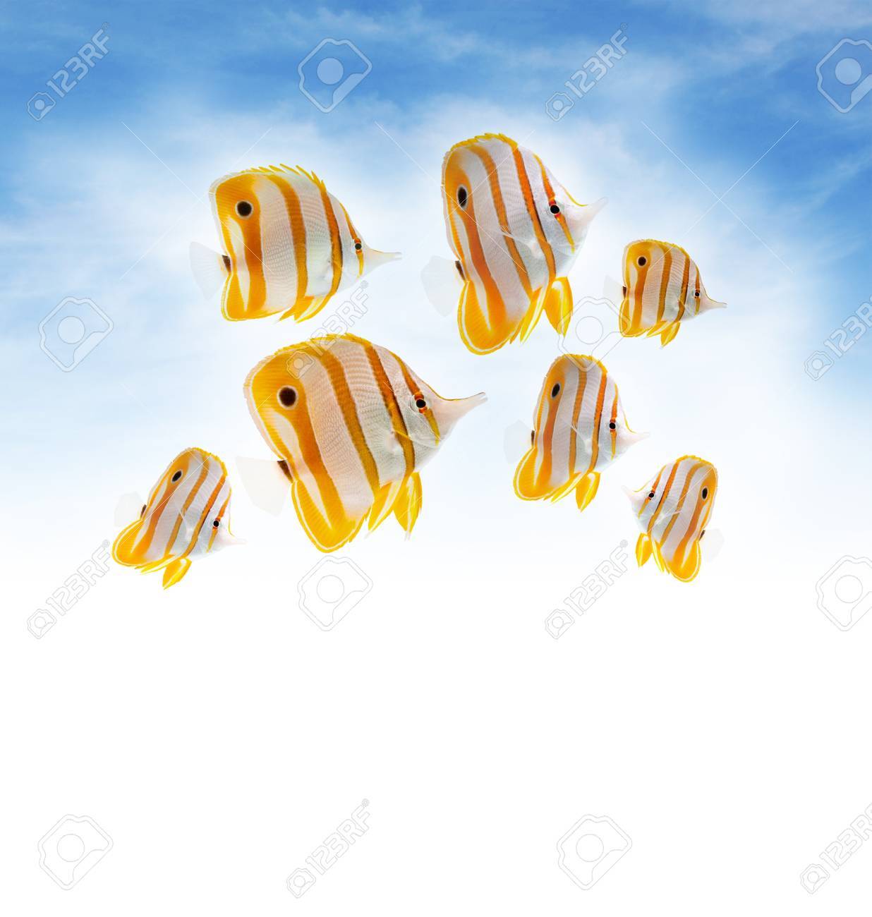 サンゴ礁の魚 海水魚 くちばしアイランド ハシナガチョウチョウウオ 熱帯の空を背景に の写真素材 画像素材 Image