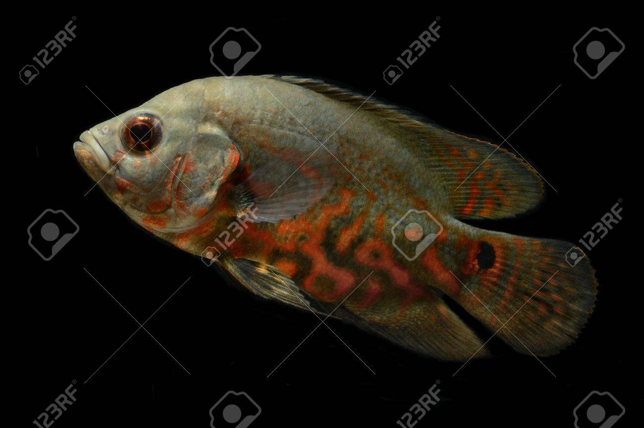 oscar fish on black