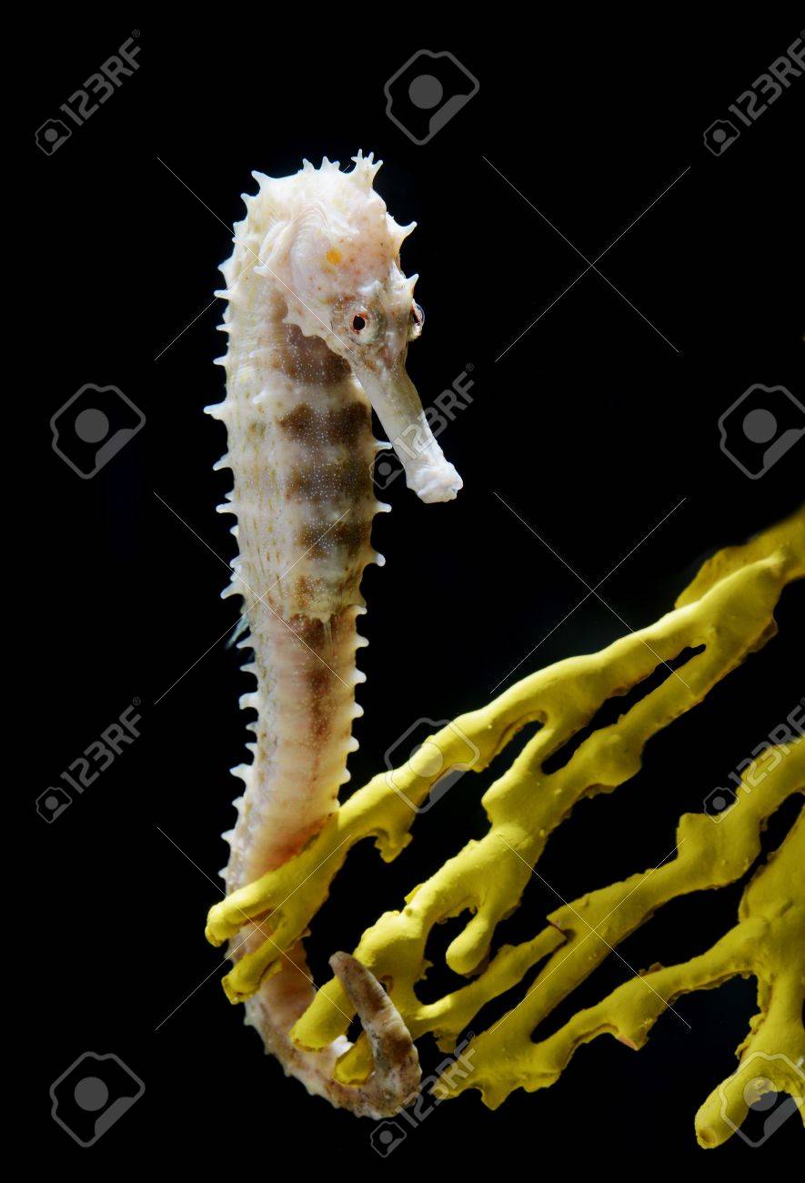 sea horse