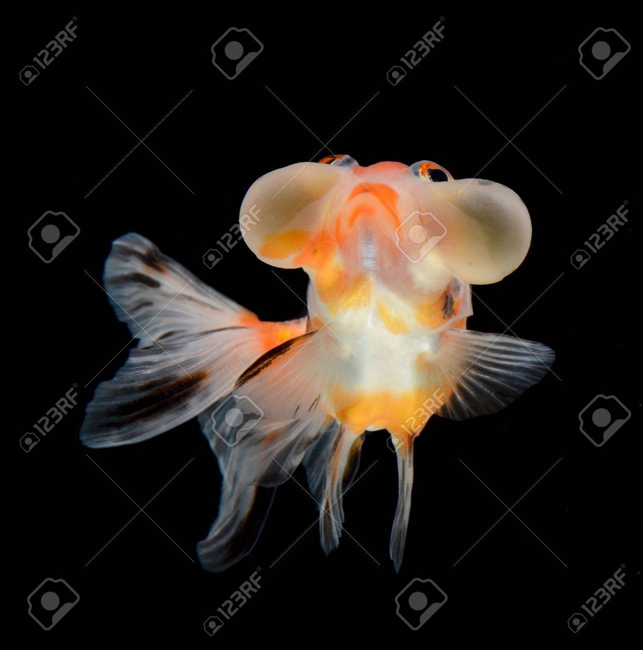 黒の背景に分離されたバブル風船金魚 の写真素材 画像素材 Image
