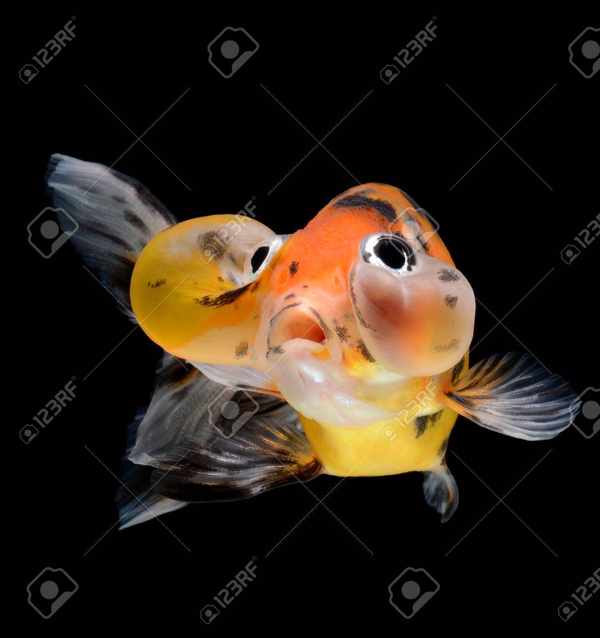 Poisson Rouge Ballon Bulle Isolee Sur Fond Noir Banque D Images Et Photos Libres De Droits Image
