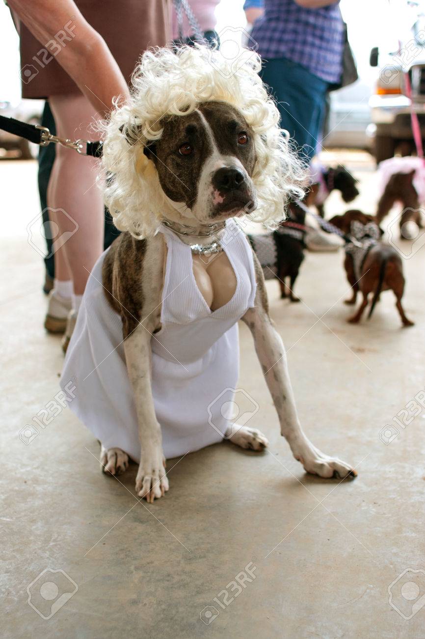 marilyn monroe dog costumes marilyn monroe dog costumes