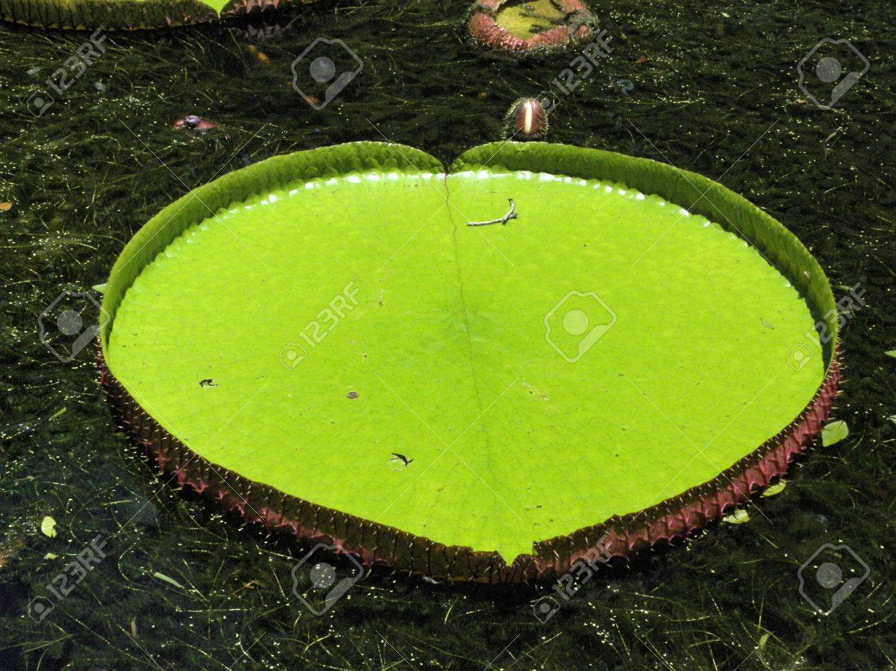 睡蓮の葉 の写真素材 画像素材 Image