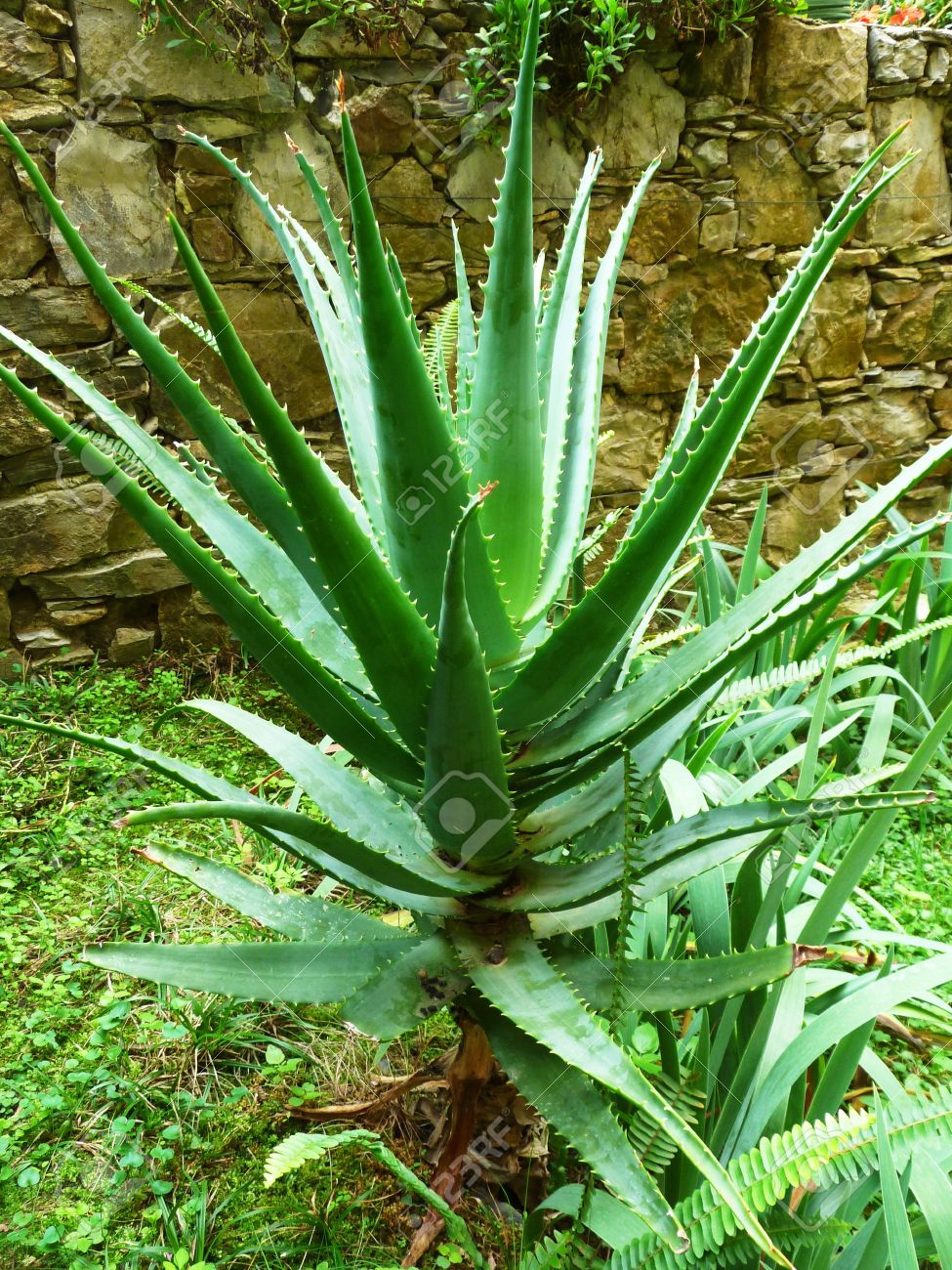 Aloe Vera Cactus Succulent Plant Stock Photo Picture And Royalty