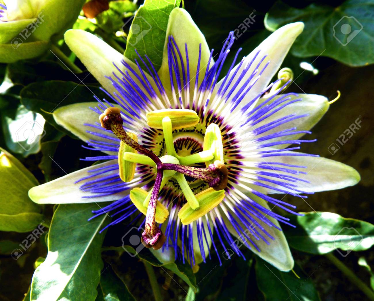 etiam-dictum-ipsum-a-felis