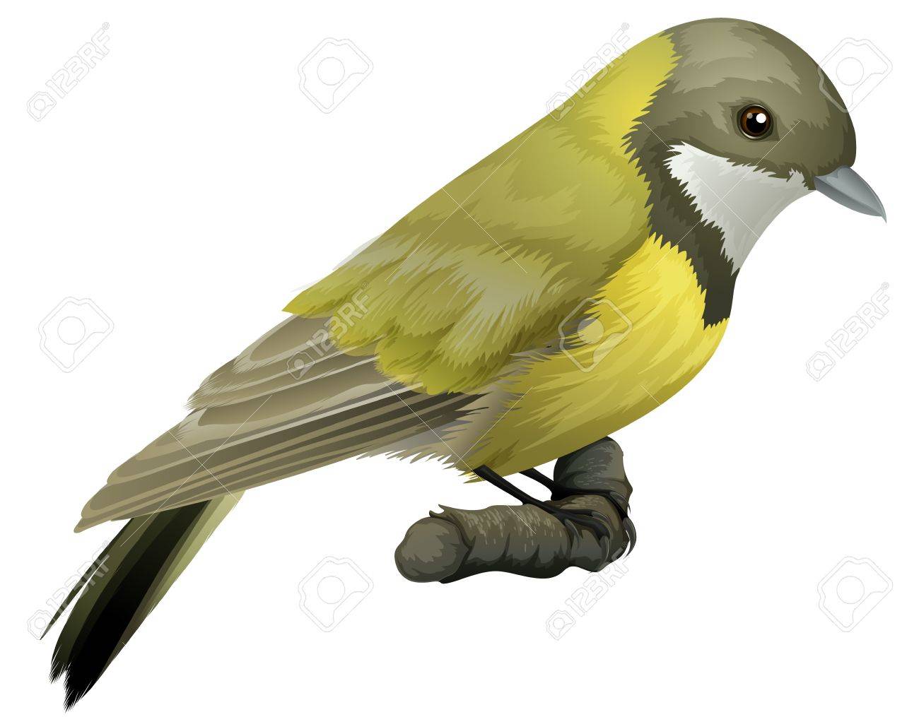 Illustration of an Australian Golden Whistler Pachycephala pectoralis - 15915088 Illustration of an Australian Golden Whistler Pachycephala pectoralis - 15915088