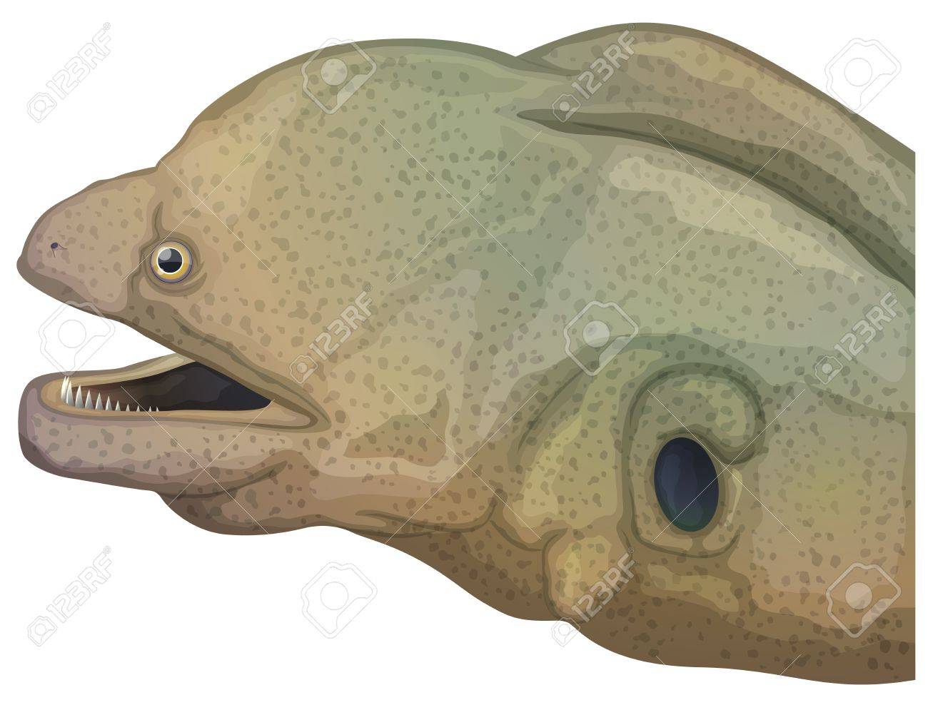 ウツボ イラスト