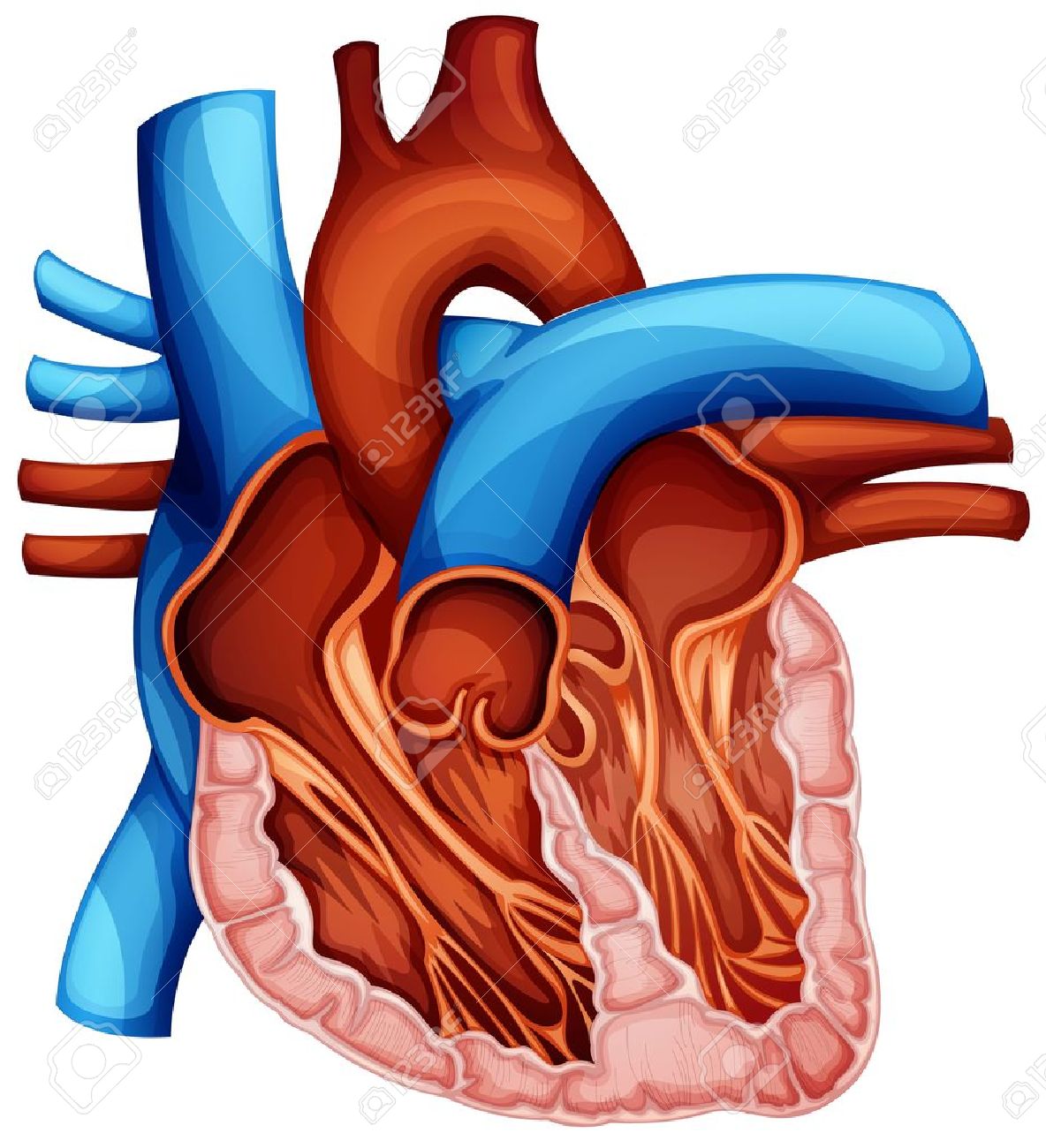 Illustration Of A Human Heart Cross Section Royalty Free Cliparts Vectors And Stock Illustration Image 15915115
