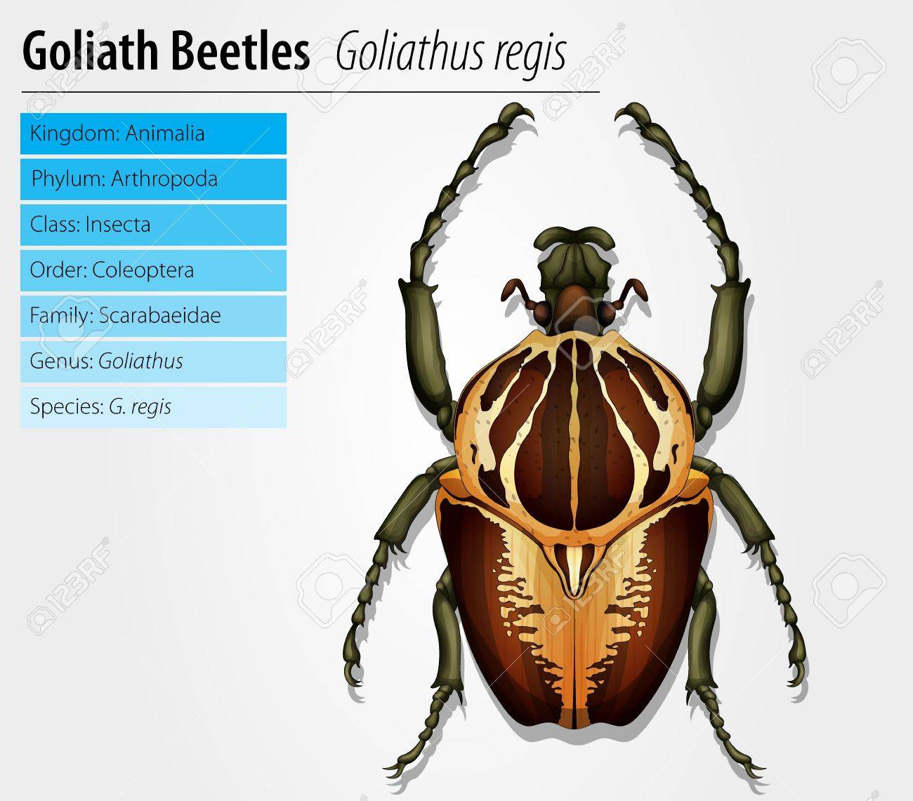 Gothiath カブトムシ ゴライアスオオツノハナムグリのレジアスのイラスト素材 ベクタ Image Gothiath カブトムシ ゴライアスオオツノハナムグリのレジアスのイラスト素材 ベクタ Image