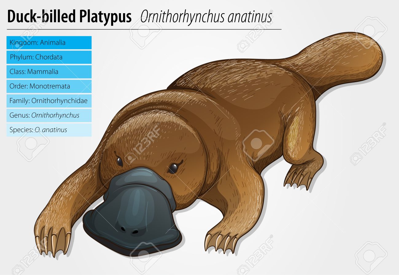 Duckbill Platypus Duckbill Platypus