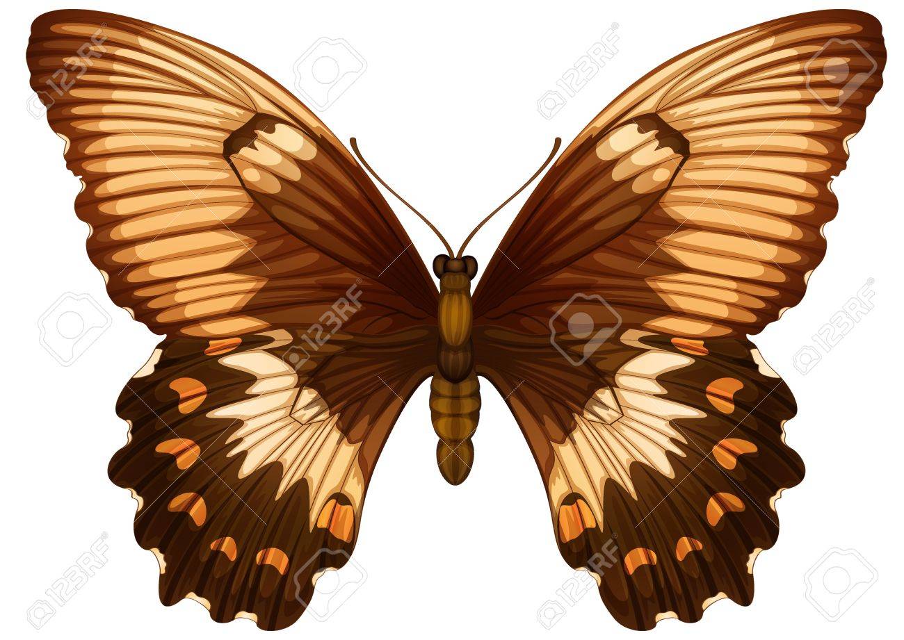 アゲハ Aegeuson 白い背景のイラスト のイラスト素材 ベクタ Image