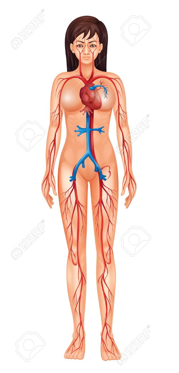 ilustración del sistema circulatorio humano aislado hembra
