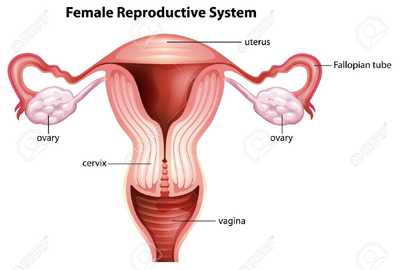 ilustración del sistema reproductor femenino ilustraciones