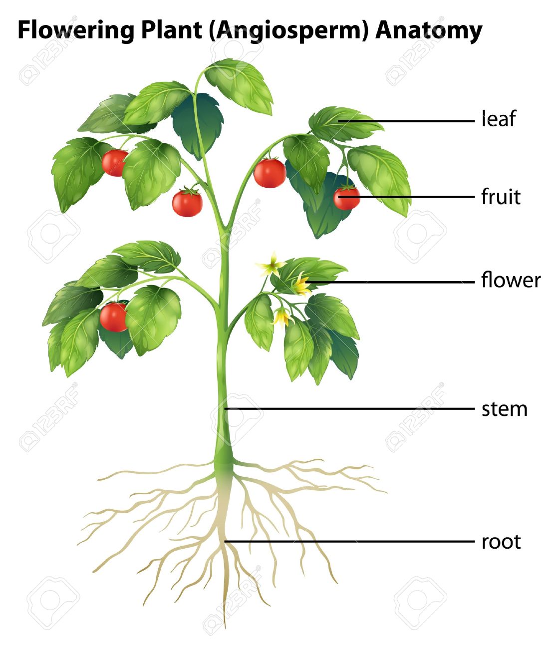 Showing The Parts Of Tomato Plant Royalty Free Cliparts, Vectors, And Stock Illustration. Image 16988202.