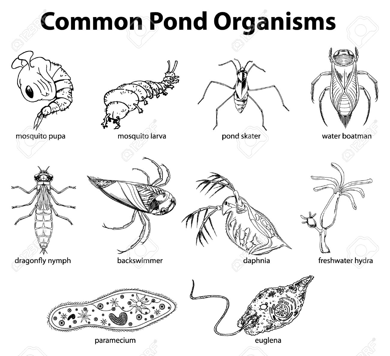 Image result for pond water organisms chart