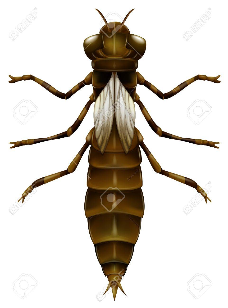 トンボのニンフのイラスト のイラスト素材 ベクタ Image