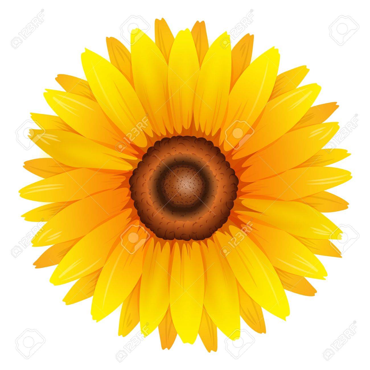 ひまわりを示す図 のイラスト素材 ベクタ Image