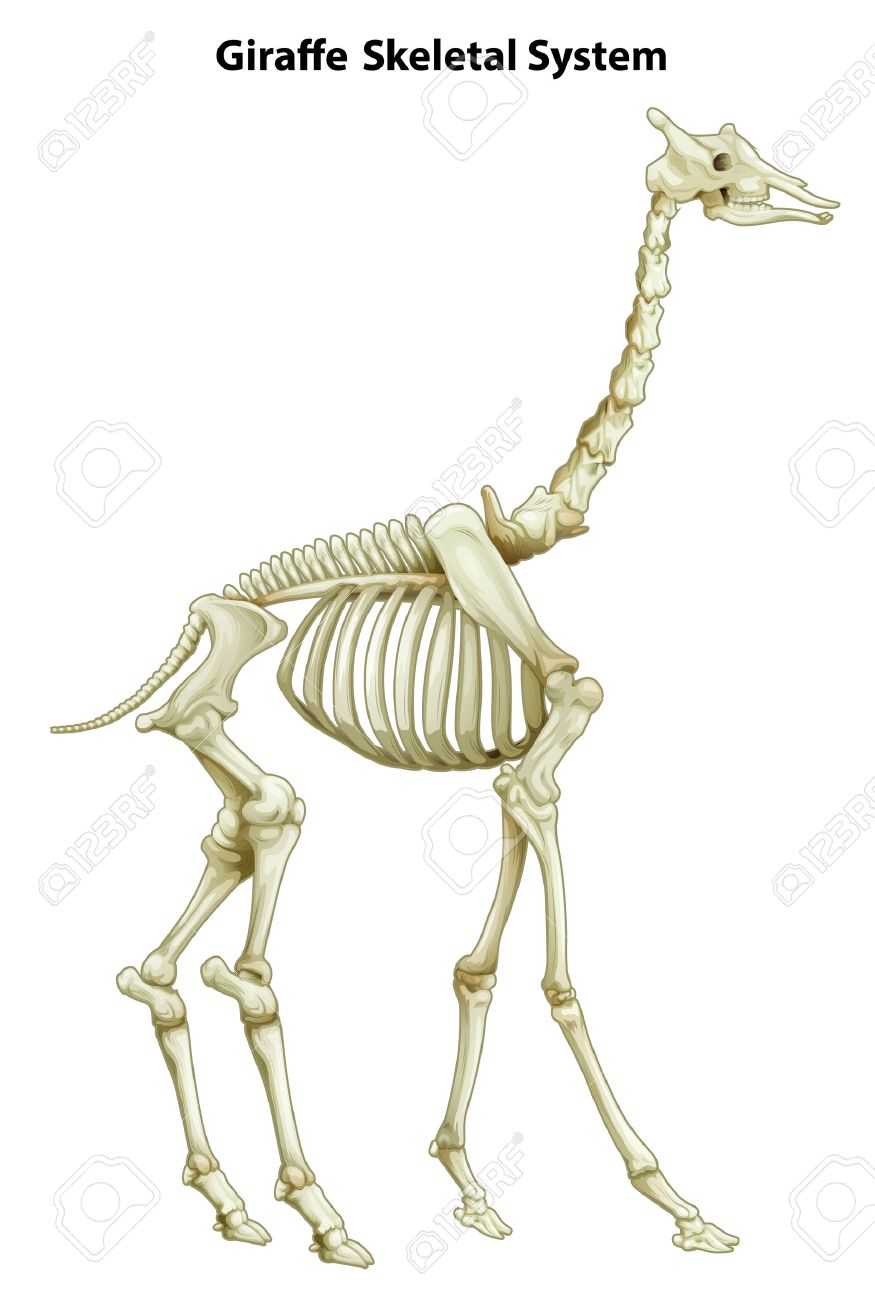 白い背景上のキリンの骨格系のイラスト のイラスト素材 ベクタ Image