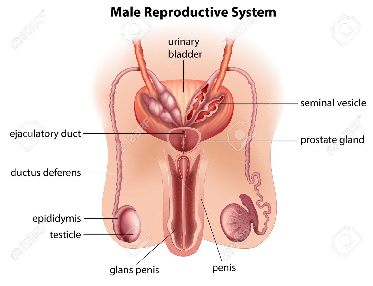 anatomia del aparato reproductor masculino