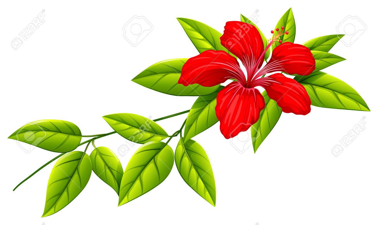 白地に赤い花を持つ植物のイラスト のイラスト素材 ベクタ Image