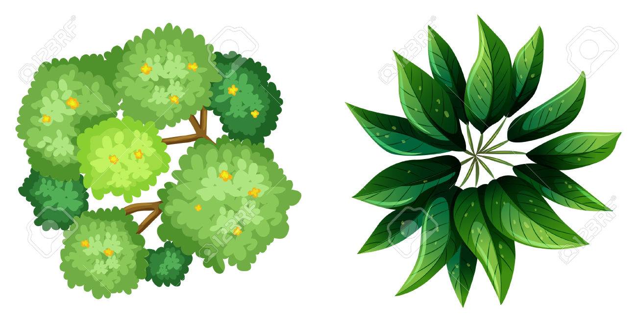 Ilustracion De Una Vista Superior De Una Planta Sobre Un Fondo Blanco Ilustraciones Vectoriales Clip Art Vectorizado Libre De Derechos Image