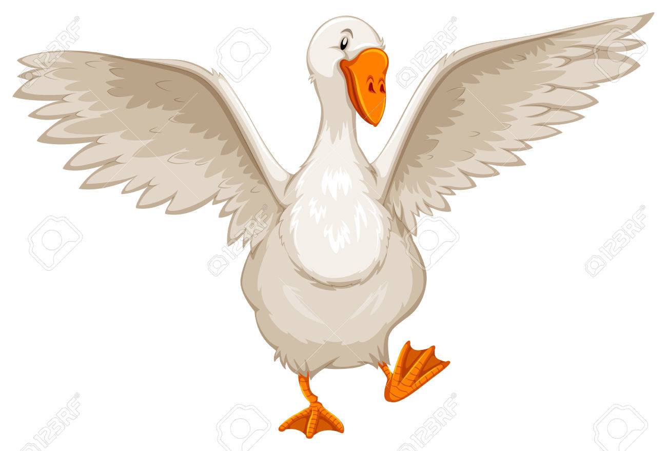 goose stock photos royalty free goose images