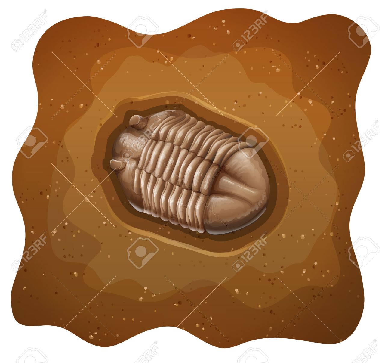 白い背景に三葉虫の化石 のイラスト素材 ベクタ Image