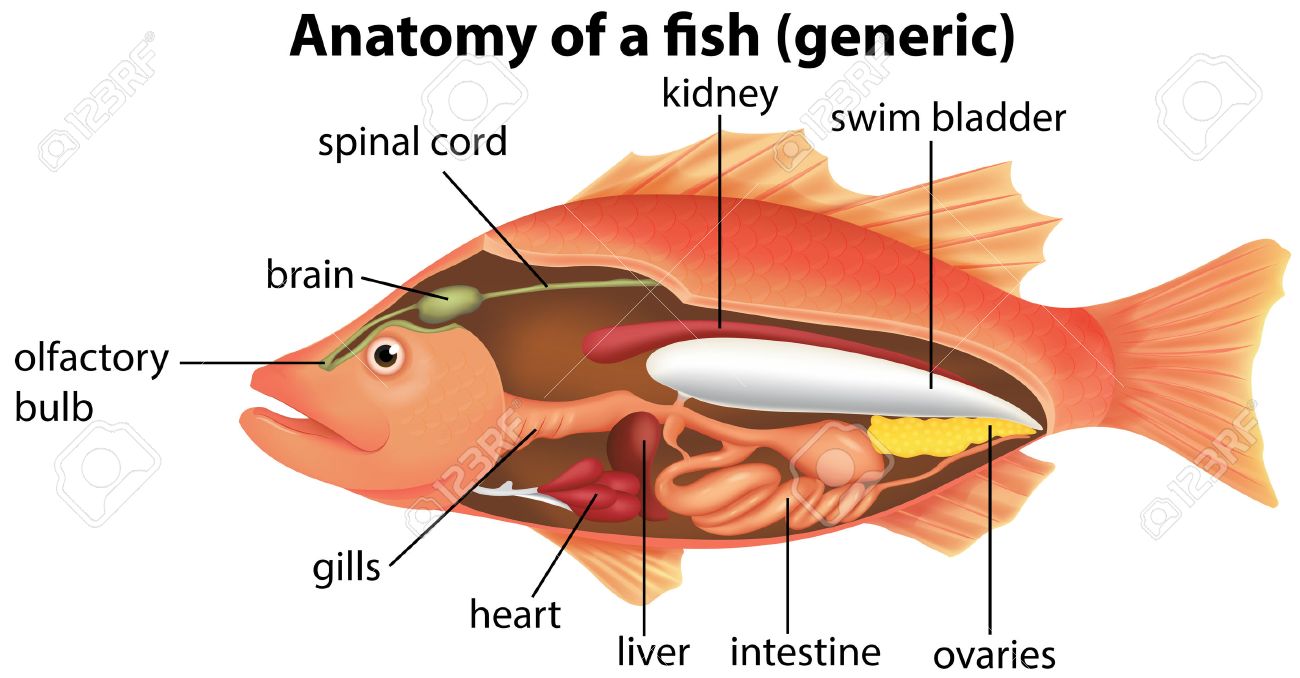 魚図の解剖学のイラスト素材 ベクタ Image