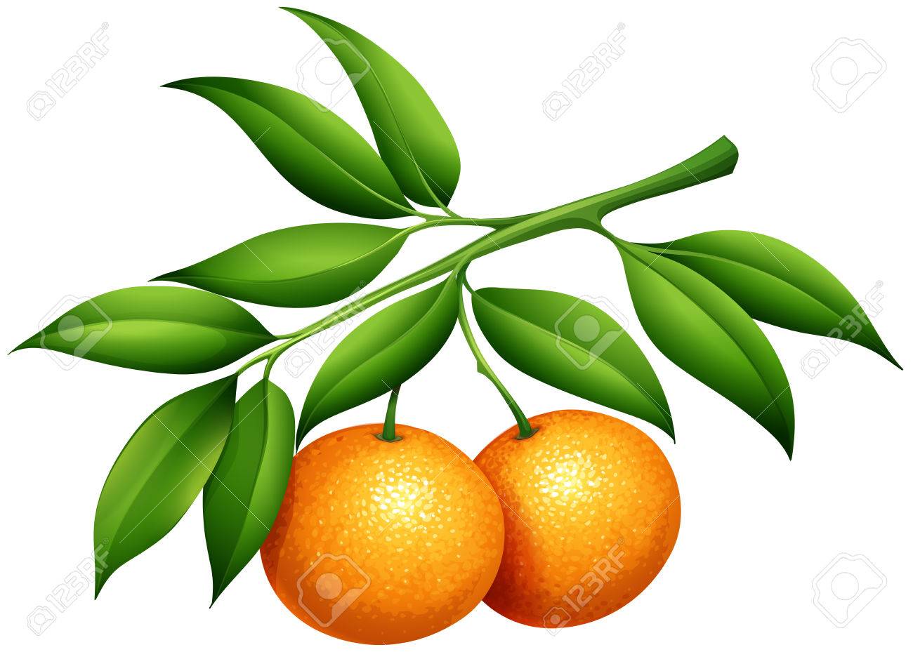 Oranges with stem and leaves illustration - 48834053 Oranges with stem and leaves illustration - 48834053