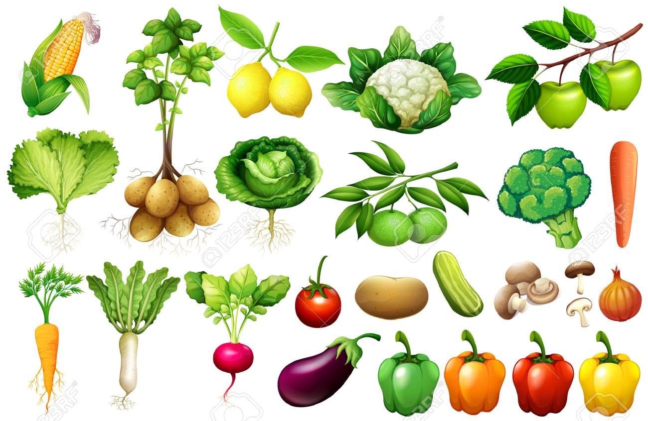 Vaus Tipo De Vegetales Ilustración Ilustraciones Vectoriales Clip Art Vectorizado Libre De Derechos Image 51019994