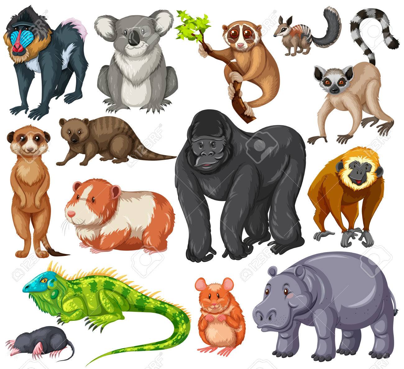 白い背景イラストを野生動物の種類 のイラスト素材 ベクタ Image 白い背景イラストを野生動物の種類 のイラスト素材 ベクタ Image