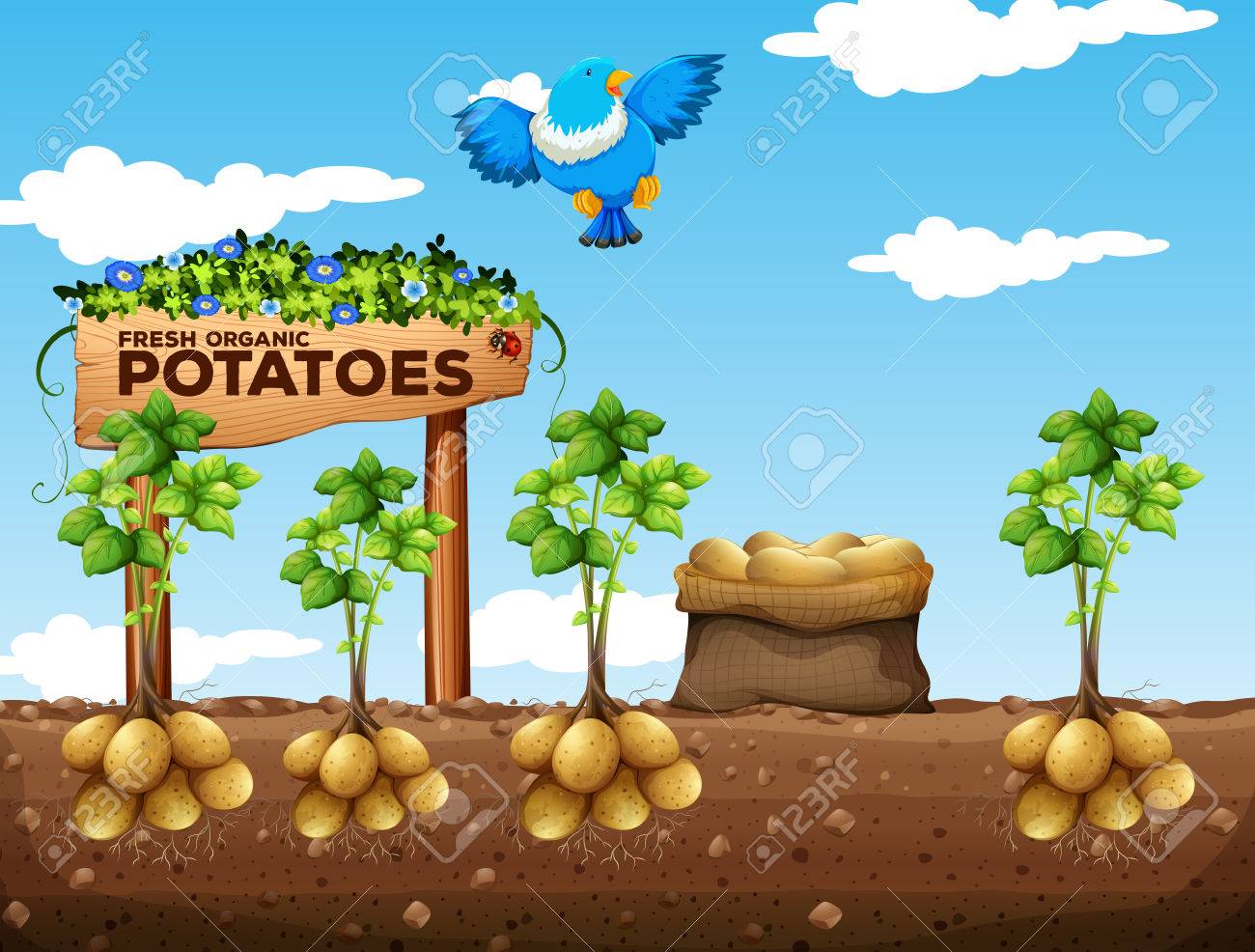 Scene of potatoes farm illustration - 55638372 Scene of potatoes farm illustration - 55638372