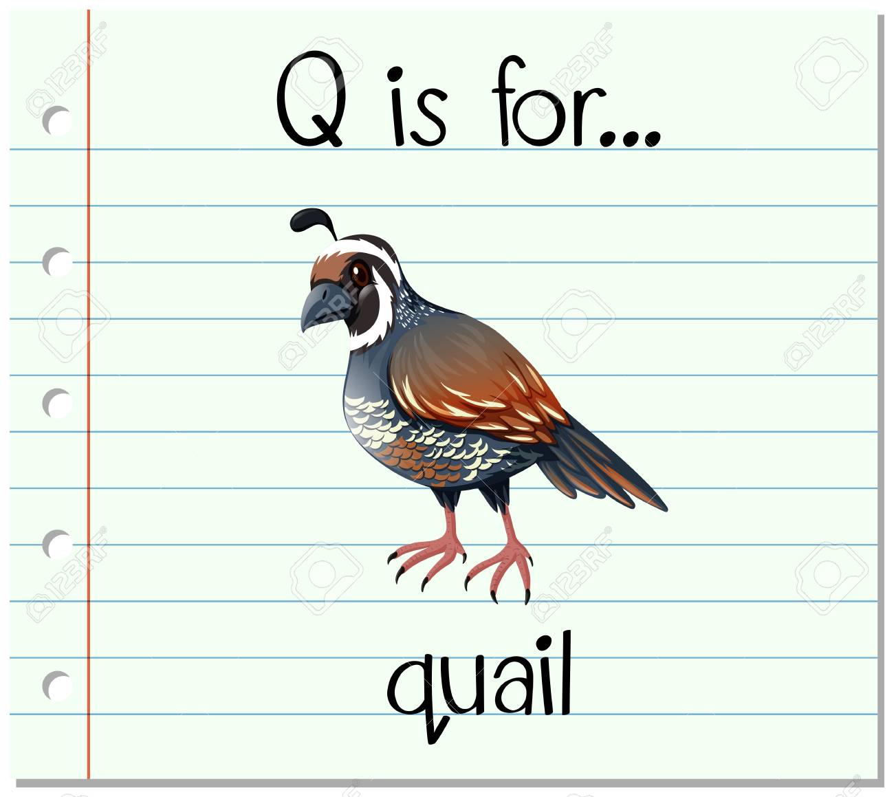 Q フラッシュ カードの文字は ウズラの図 のイラスト素材 ベクタ Image Q フラッシュ カードの文字は ウズラの図 のイラスト素材 ベクタ Image