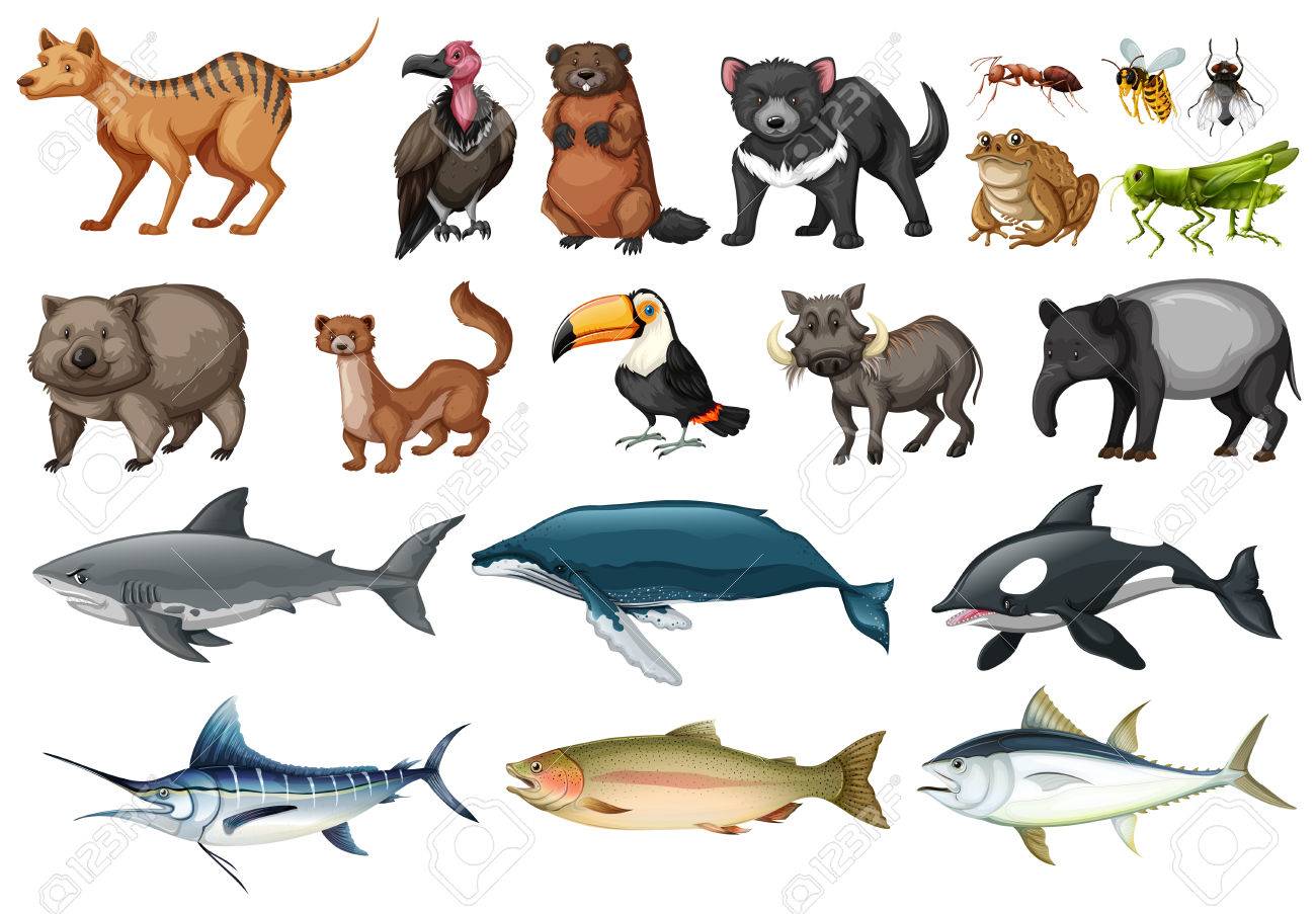 Image result for los tipos de animales