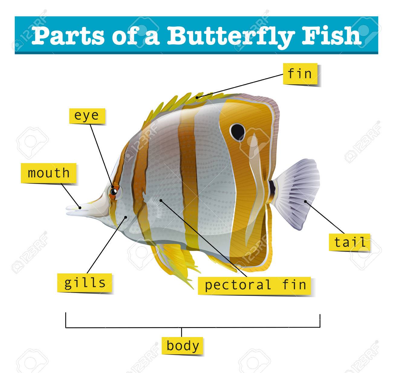 diagram of different parts of fish illustration fish diagram