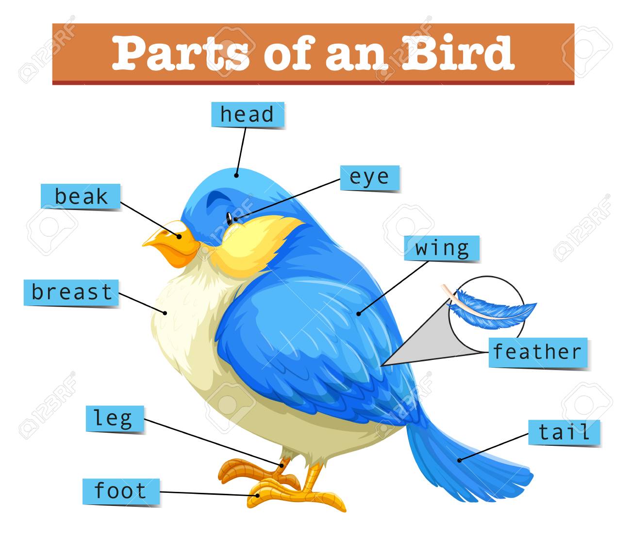different parts of little blue bird illustration royalty free