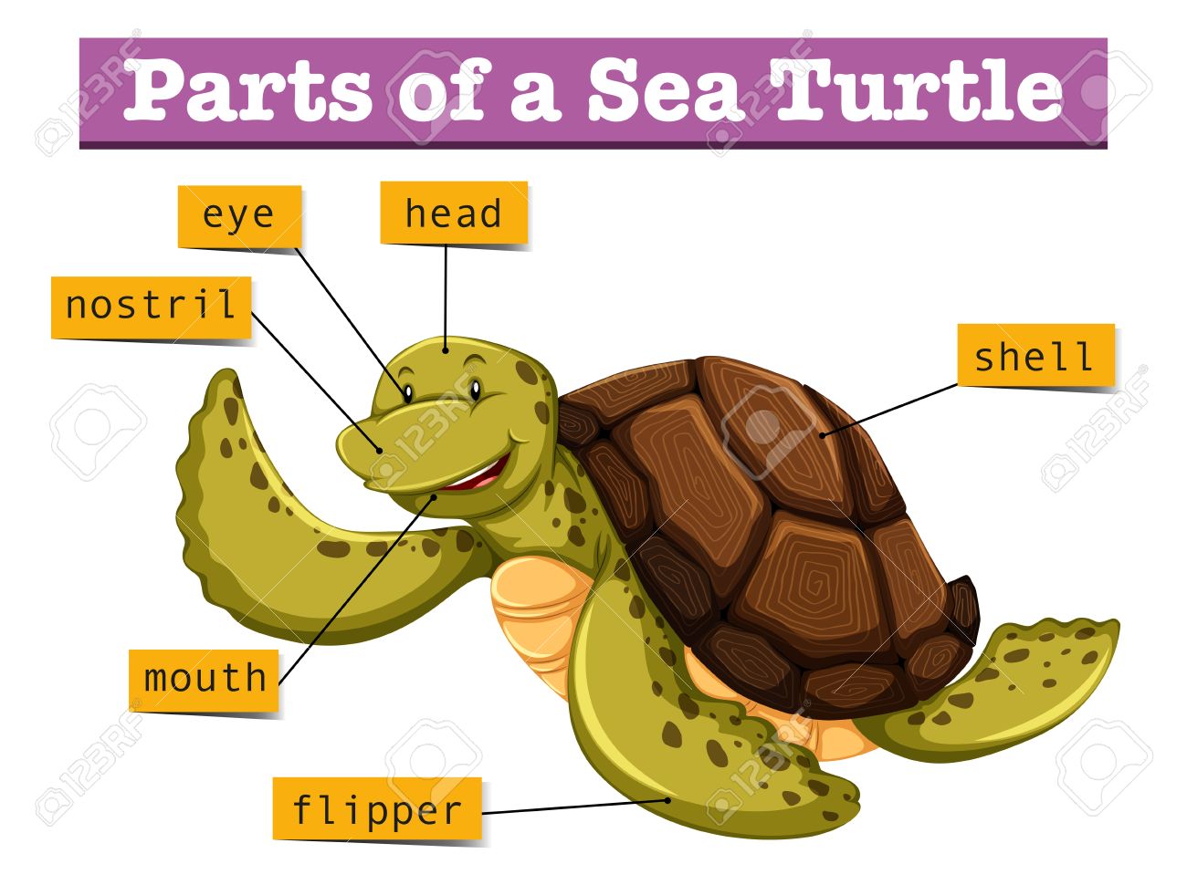Китайская задача про стол кота и черепаху 92 фото.