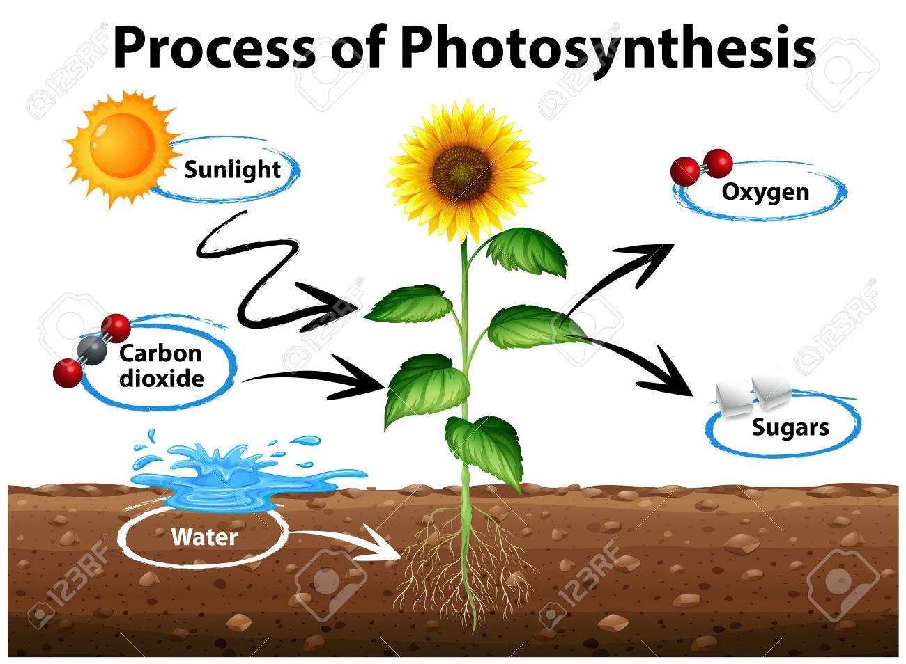Diagram showing sunflower and process of photosynthesis illustration - 71260378 Diagram showing sunflower and process of photosynthesis illustration - 71260378