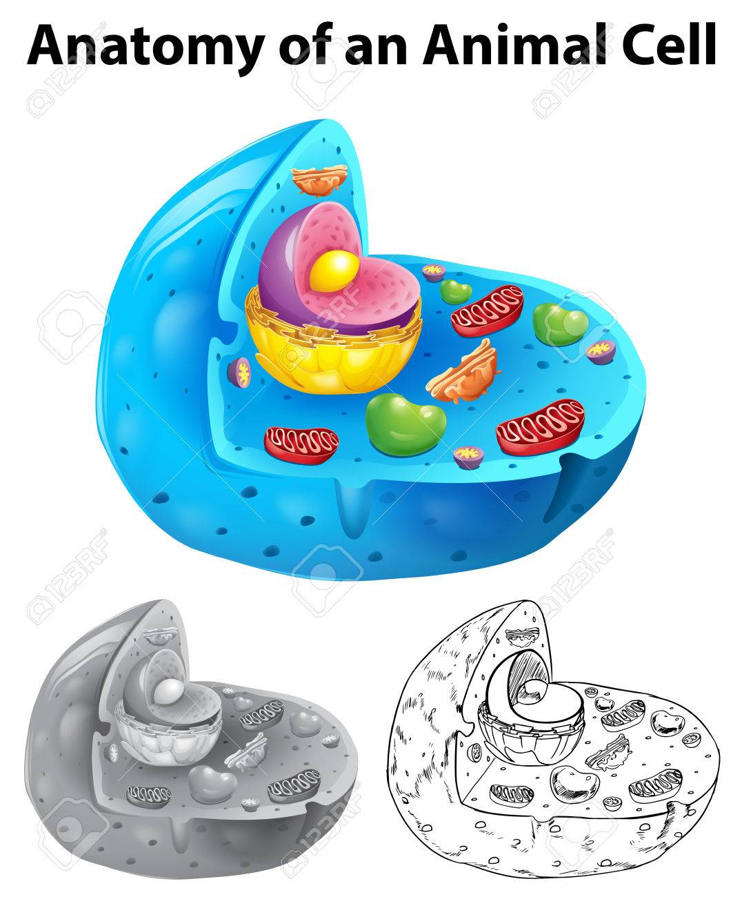 Anatomia De La Celula Animal En Tres Diferentes Estilos De Dibujo