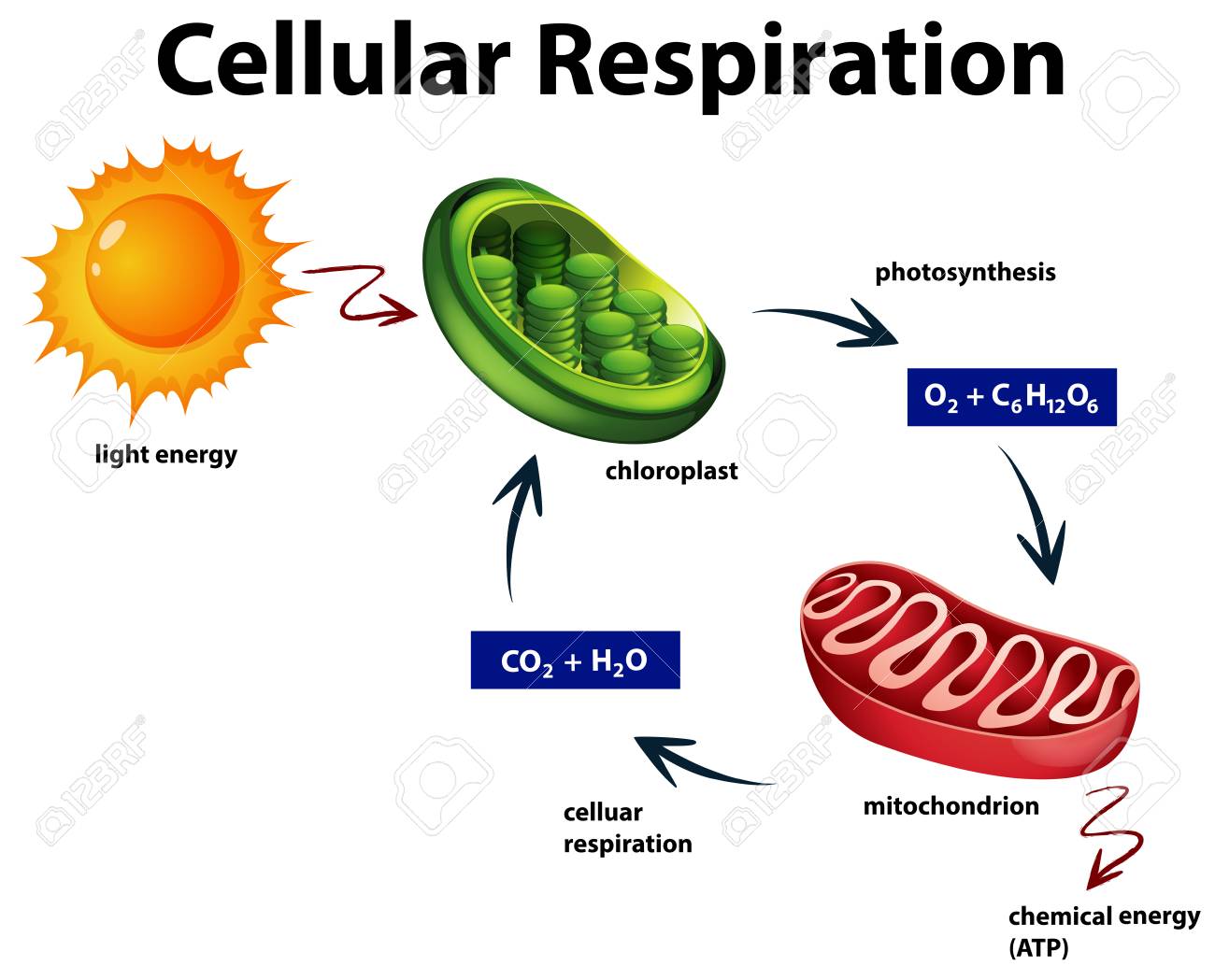 Diagram Showing Cellular Respiration Illustration Royalty Free Cliparts Vectors And Stock Illustration Image