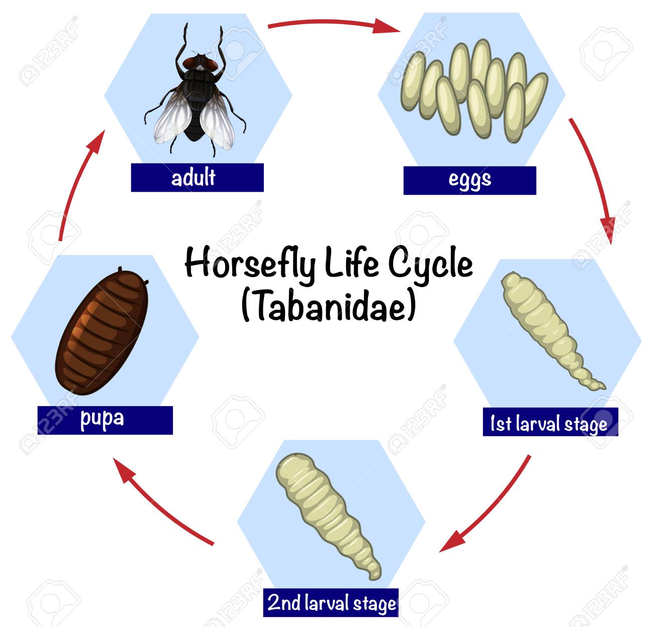 Science Horsefly Life Cycle Illustration Royalty Free Cliparts Vectors And Stock Illustration Image 110577680