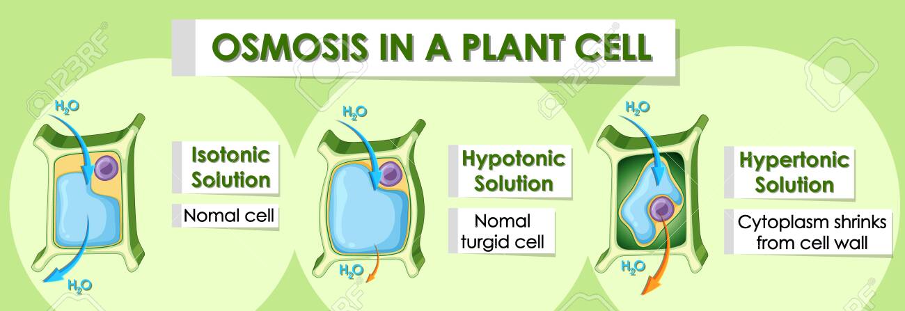 Diagram Showing Details Of Plant Cell Illustration Royalty Free Cliparts Vectors And Stock Illustration Image 132605432