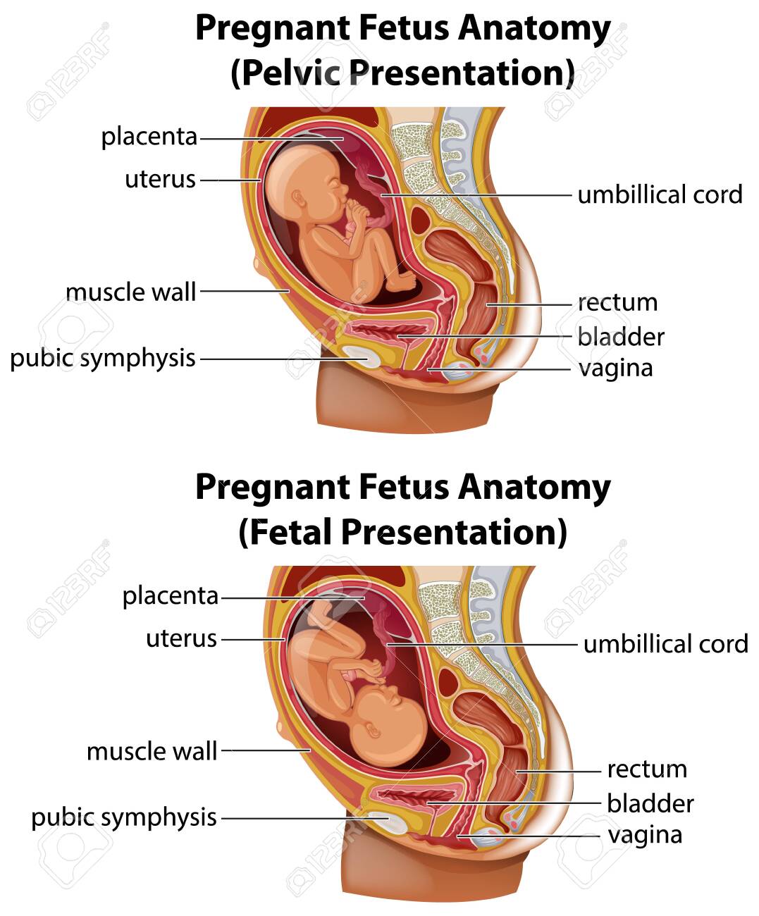 解剖学モデル 子供用解剖学モデル、妊娠 9 ヶ月の人体骨盤モデル