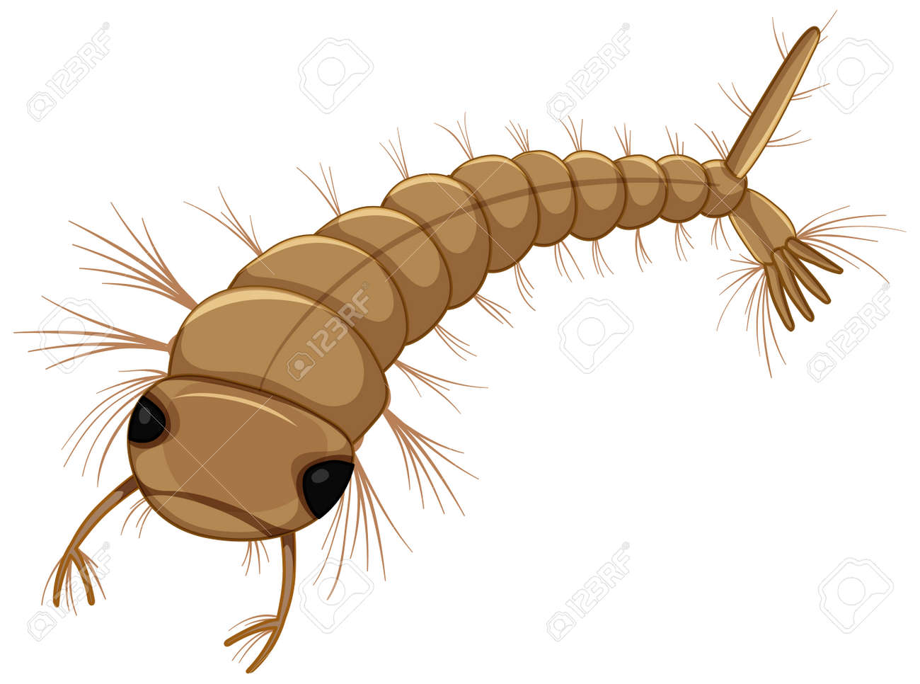 Mosquito Larva Isolated On White Background Illustration Royalty Free SVG,  Cliparts, Vectors, and Stock Illustration. Image 166417896., image size:1300x966