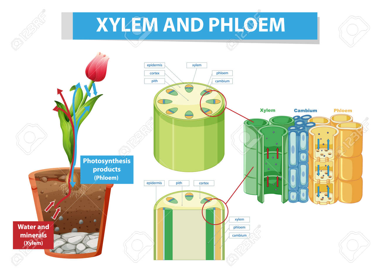 Diagram Showing Xylem And Phloem In Plant Illustration Royalty Free SVG,  Cliparts, Vectors, and Stock Illustration. Image 185098432., image size:1300x923