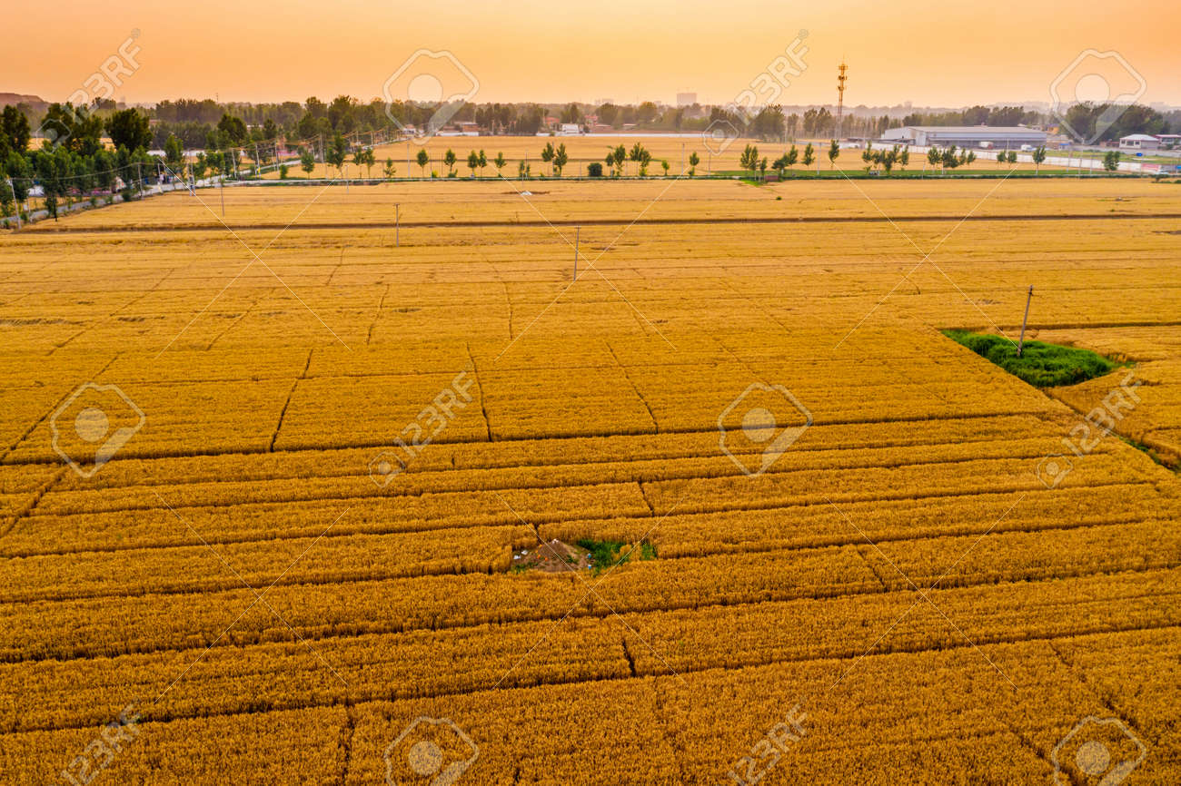 Golden Autumn Mailang, Zhuozhou City, Hebei Province Фотография, картинки,  изображения и сток-фотография без роялти. Image 163856572